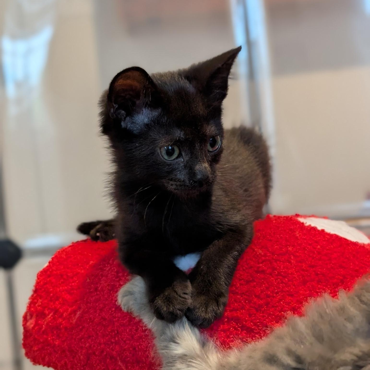 Honest, a ADOPTABLE Domestic Short Hair in Easley, SC image 2/3