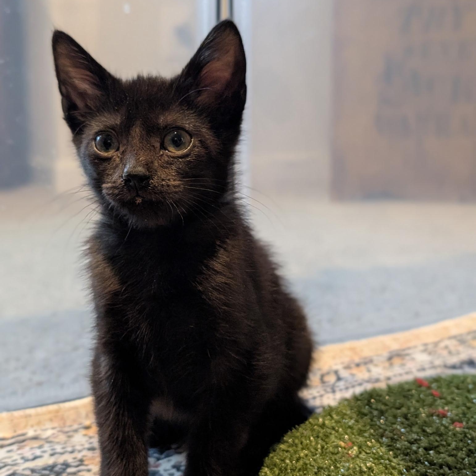 Honest, a ADOPTABLE Domestic Short Hair in Easley, SC image 1/3