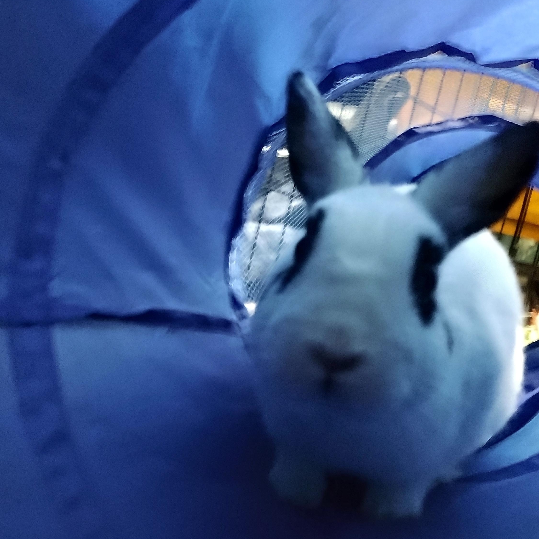 Enlarge Tulip & Trillium, a ADOPTABLE Bunny Rabbit in Cambridge, ON image 2/4