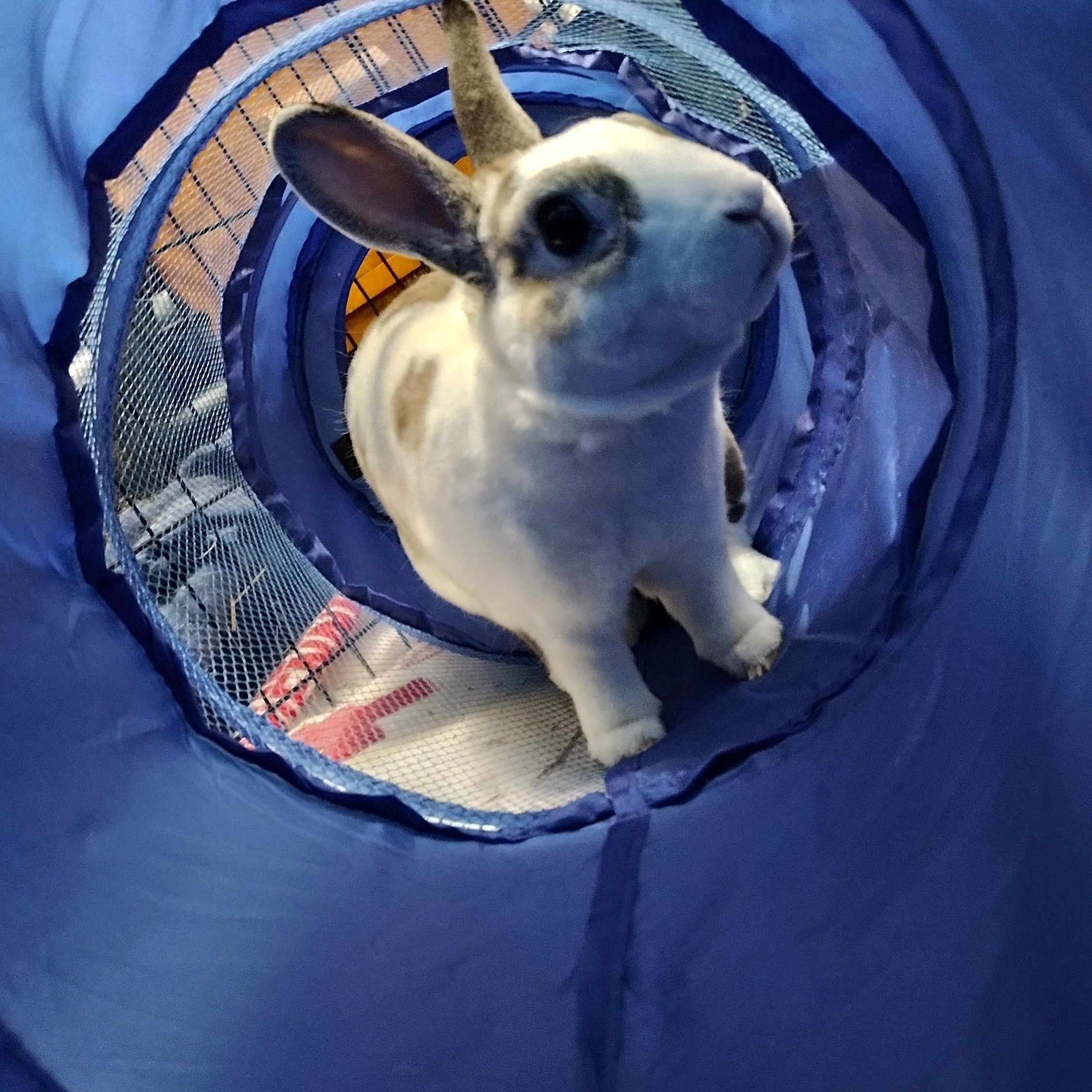 Enlarge Tulip & Trillium, a ADOPTABLE Bunny Rabbit in Cambridge, ON image 3/4