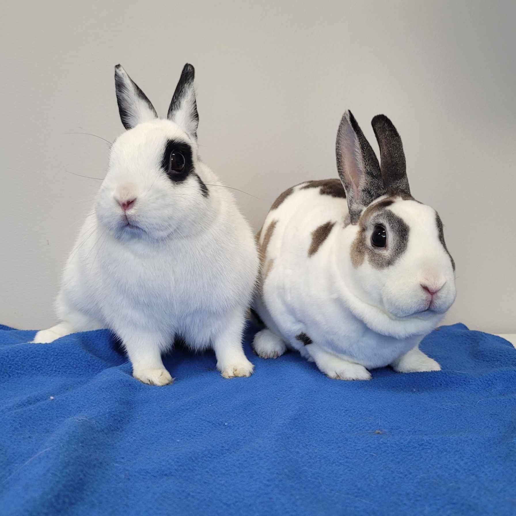 Tulip & Trillium, ADOPTABLE, Adult Female Bunny Rabbit.
