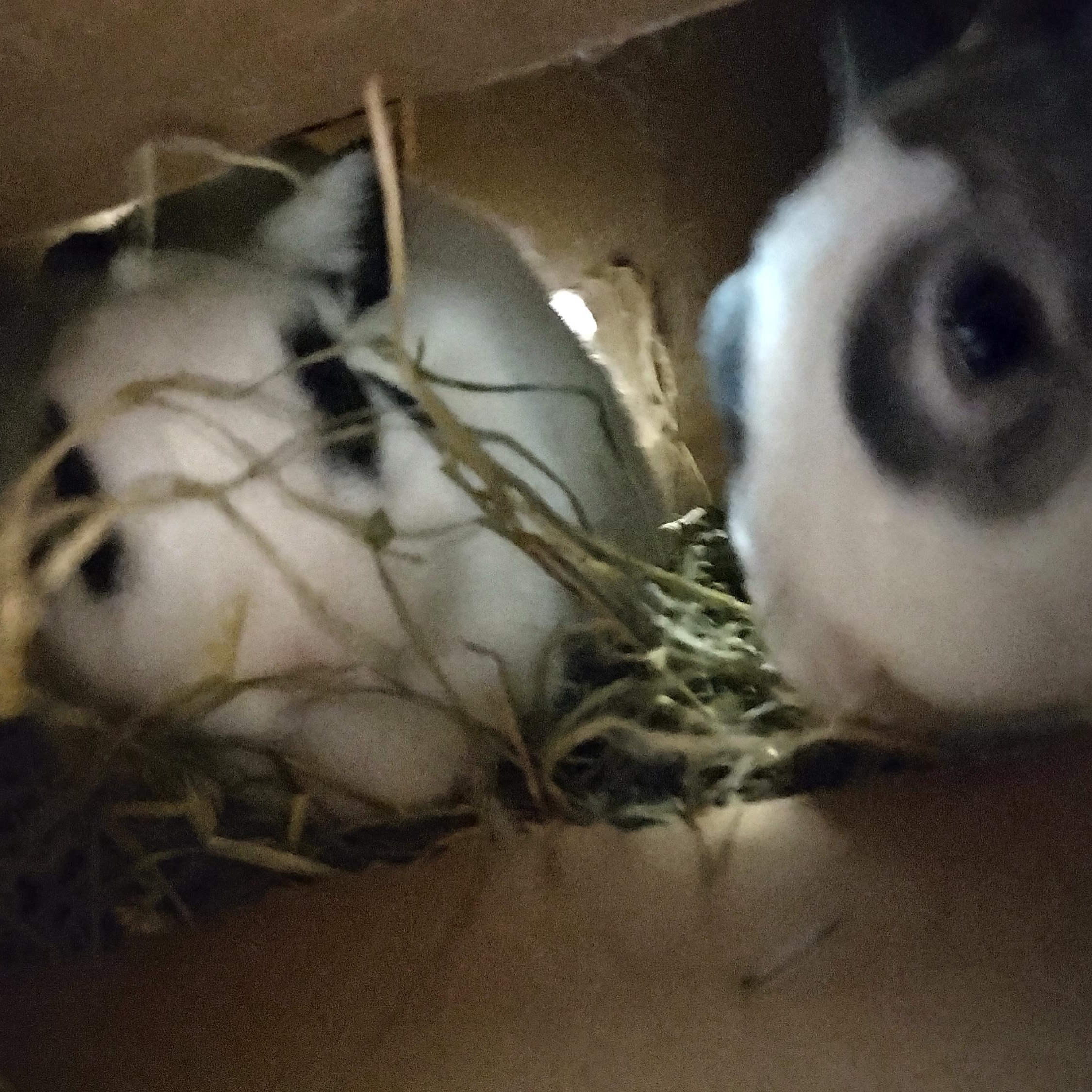 Enlarge Tulip & Trillium, a ADOPTABLE Bunny Rabbit in Cambridge, ON image 4/4