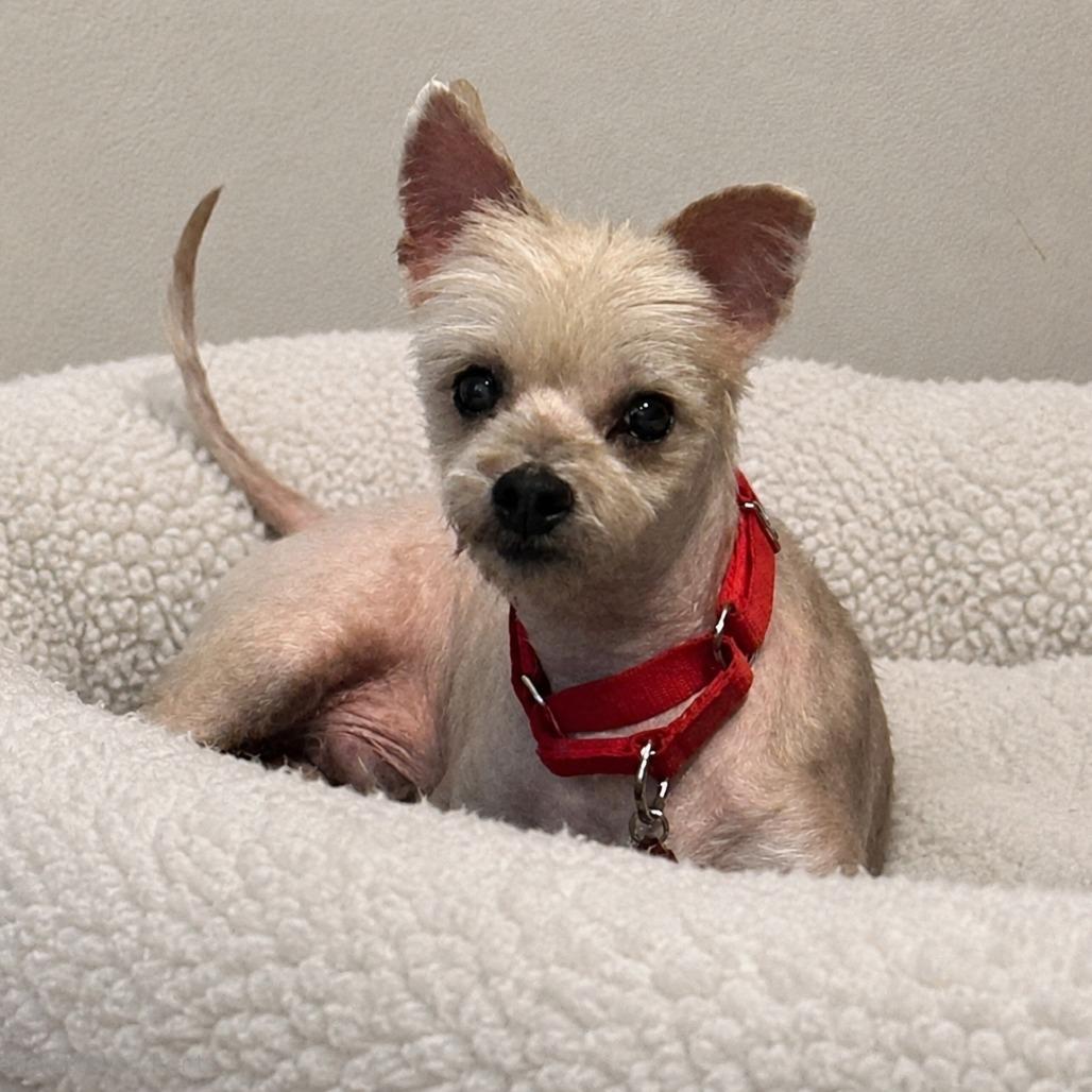 Bentley, Adoptable, Senior Male Maltese & Yorkshire Terrier.