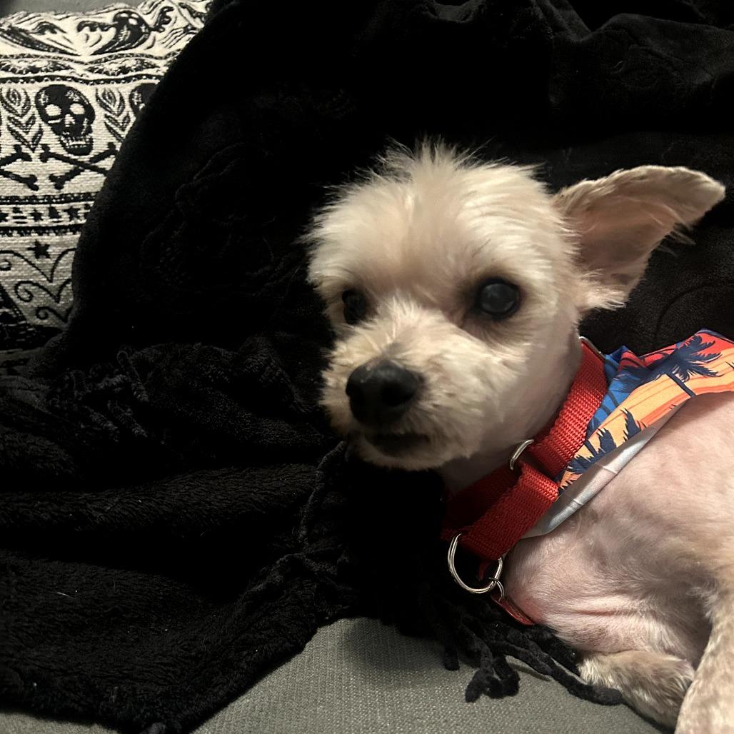 Bentley, a Adoptable mixed breed in Sarasota, FL image 2/6
