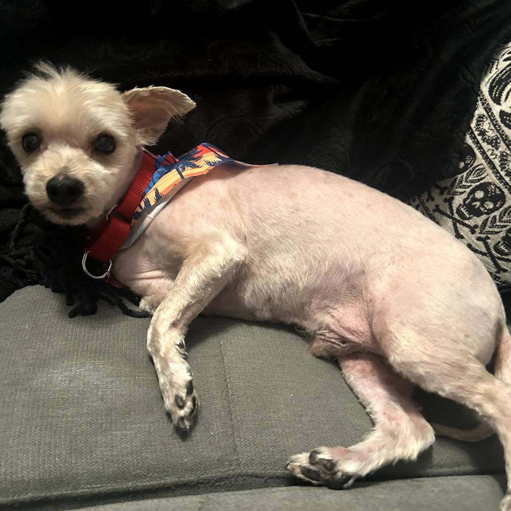 Bentley, a Adoptable mixed breed in Sarasota, FL image 3/6