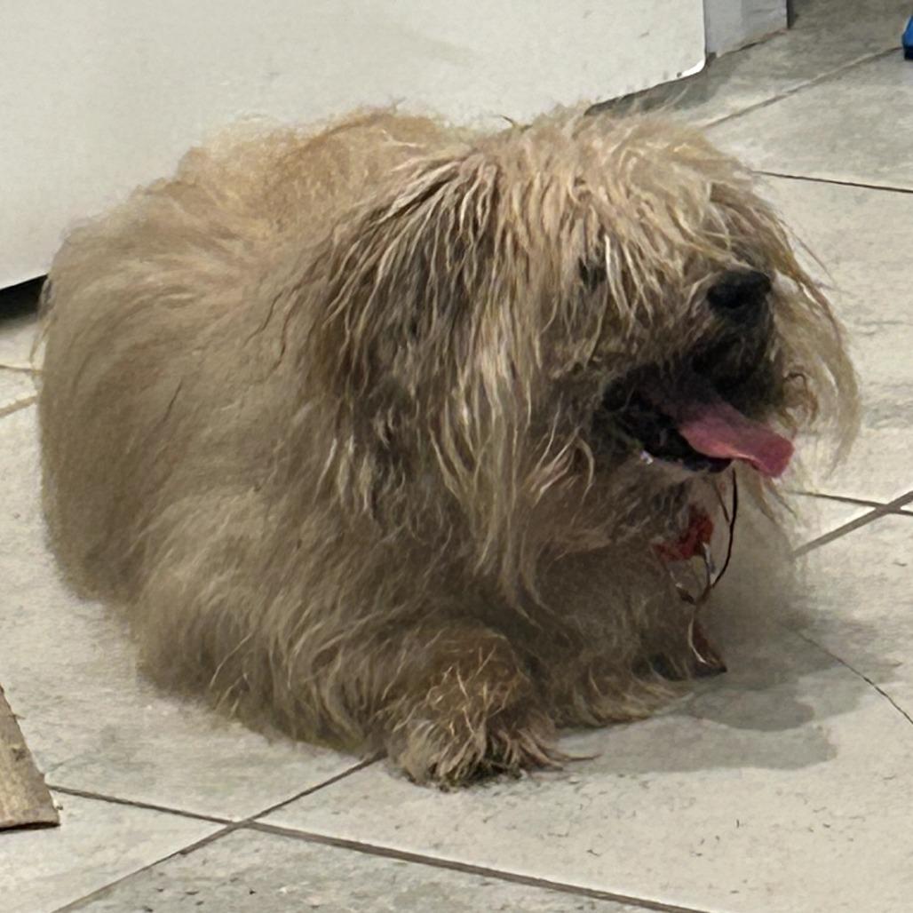 Bentley, a Adoptable mixed breed in Sarasota, FL image 4/6