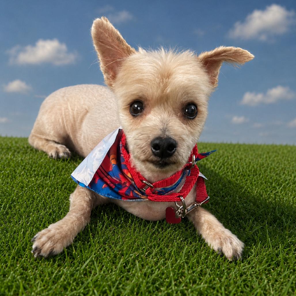 Bentley, a Adoptable mixed breed in Sarasota, FL image 5/6