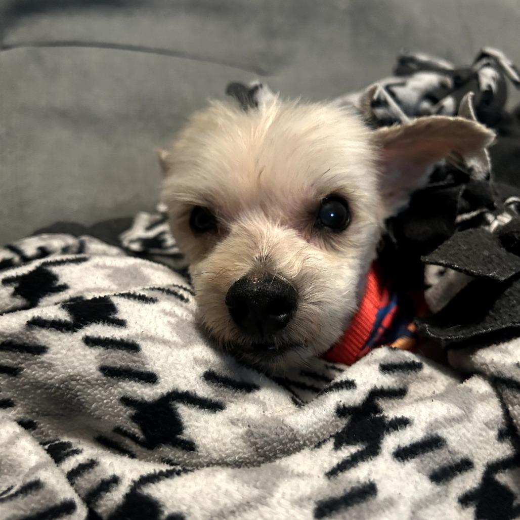 Bentley, a Adoptable mixed breed in Sarasota, FL image 6/6