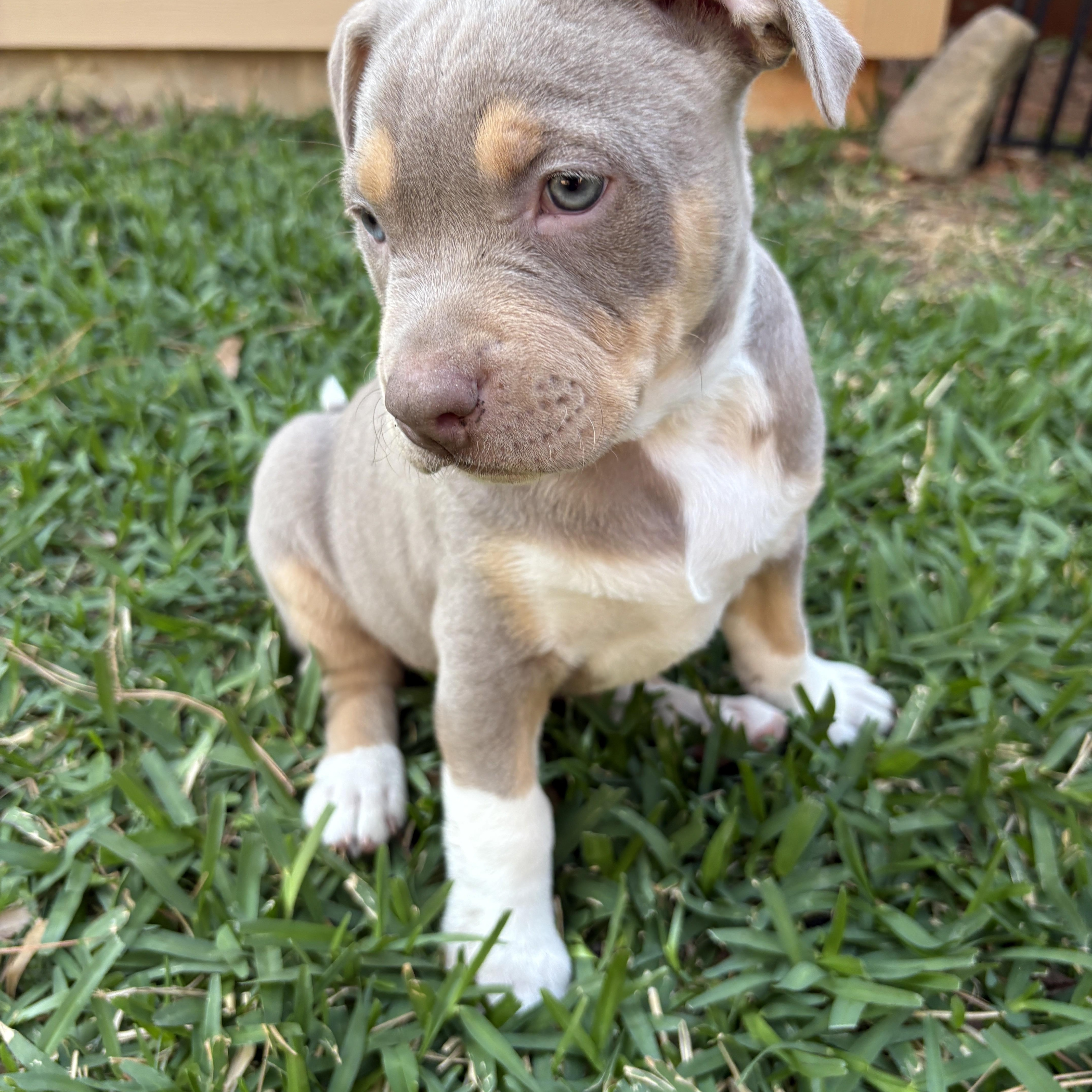 Enlarge Rio , an adopted mixed breed in Waukesha , WI image 2/3