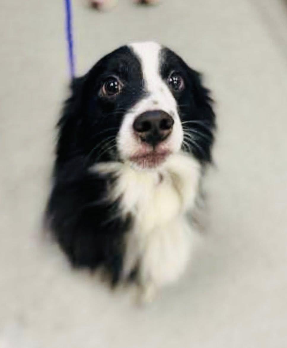Enlarge ARPH #14690 - Dally, a Adoptable Australian Shepherd in North Richland Hills, TX image 3/4