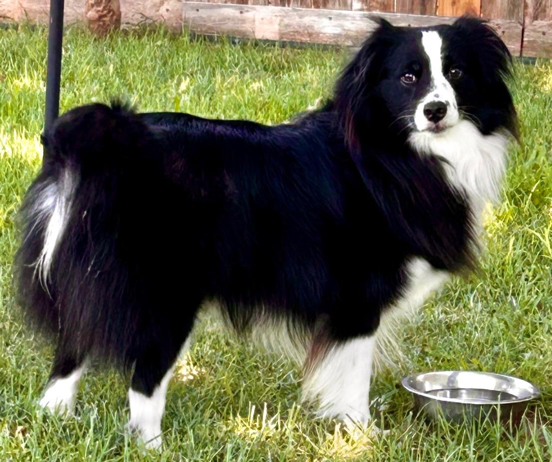 Enlarge ARPH #14690 - Dally, a Adoptable Australian Shepherd in North Richland Hills, TX image 2/6