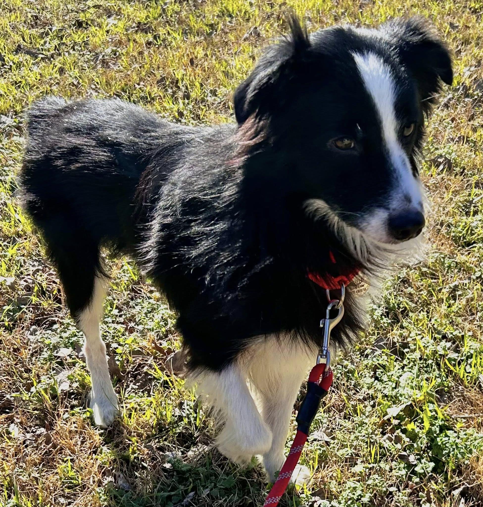Enlarge ARPH #14690 - Dally, a Adoptable Australian Shepherd in North Richland Hills, TX image 4/4