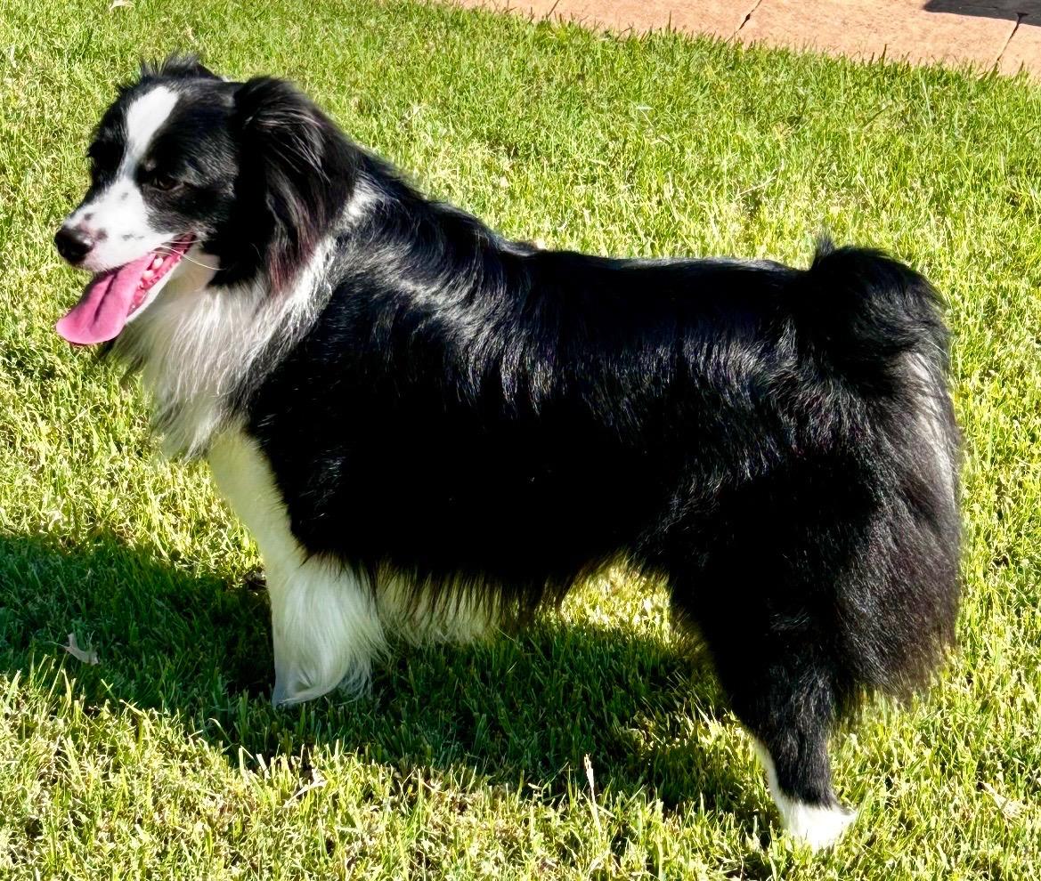 Enlarge ARPH #14690 - Dally, a Adoptable Australian Shepherd in North Richland Hills, TX image 3/6