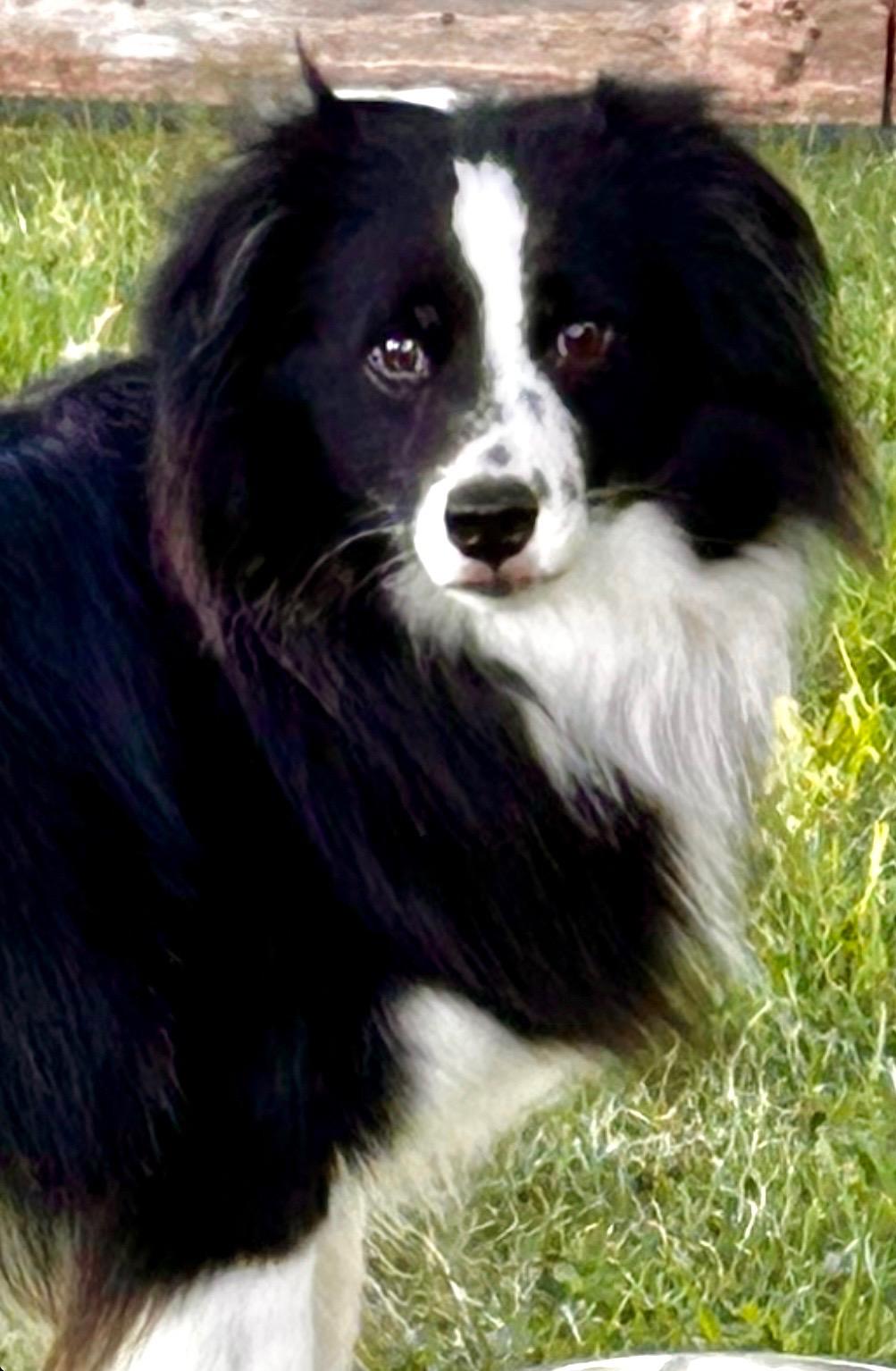 ARPH #14690 - Dally, Adoptable, Adult Male Australian Shepherd.