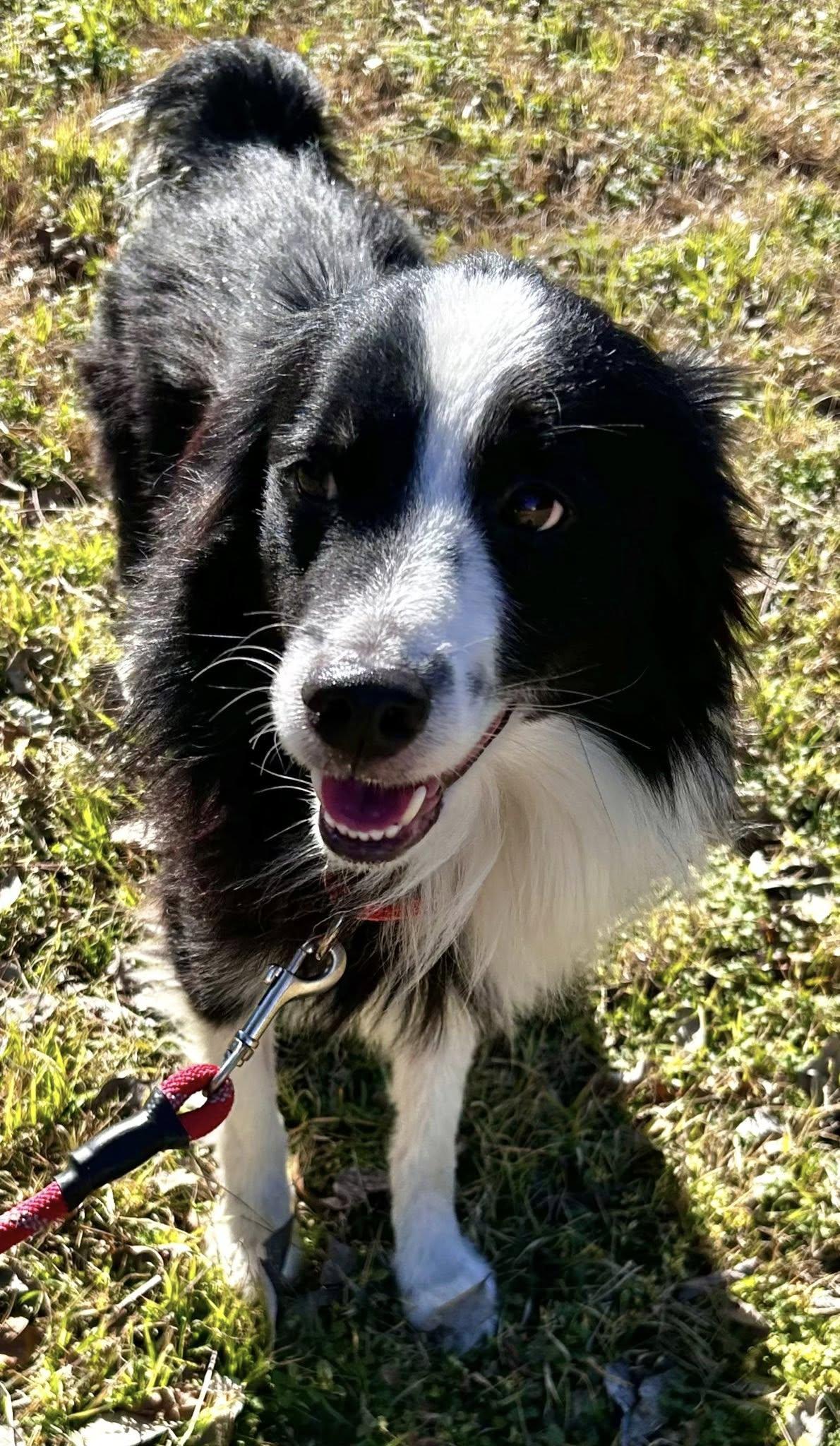 ARPH #14690 - Dally, Adoptable, Adult Male Australian Shepherd.