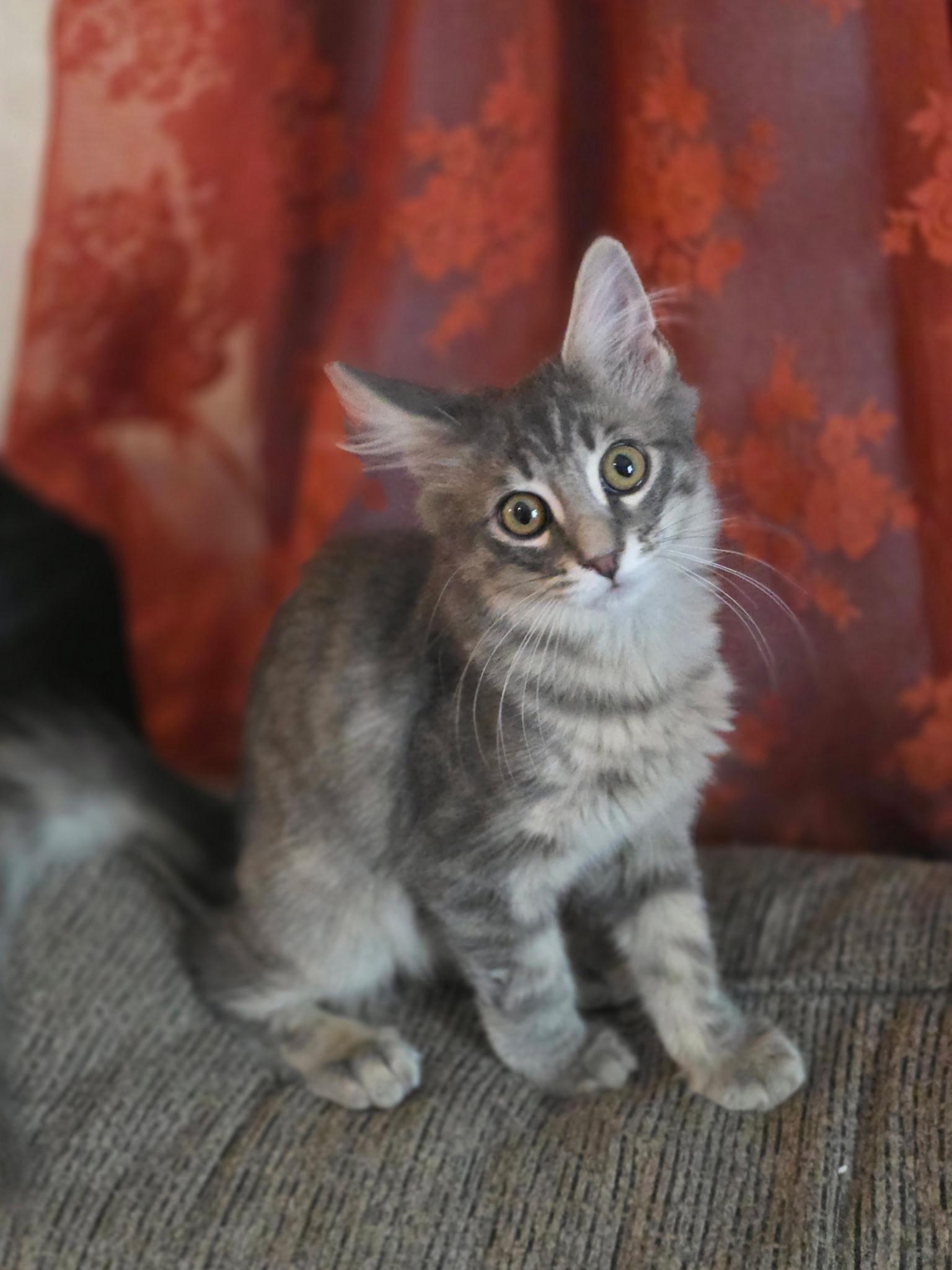 Enlarge Pippin, a Adoptable Domestic Medium Hair in Tucson, AZ image 2/2