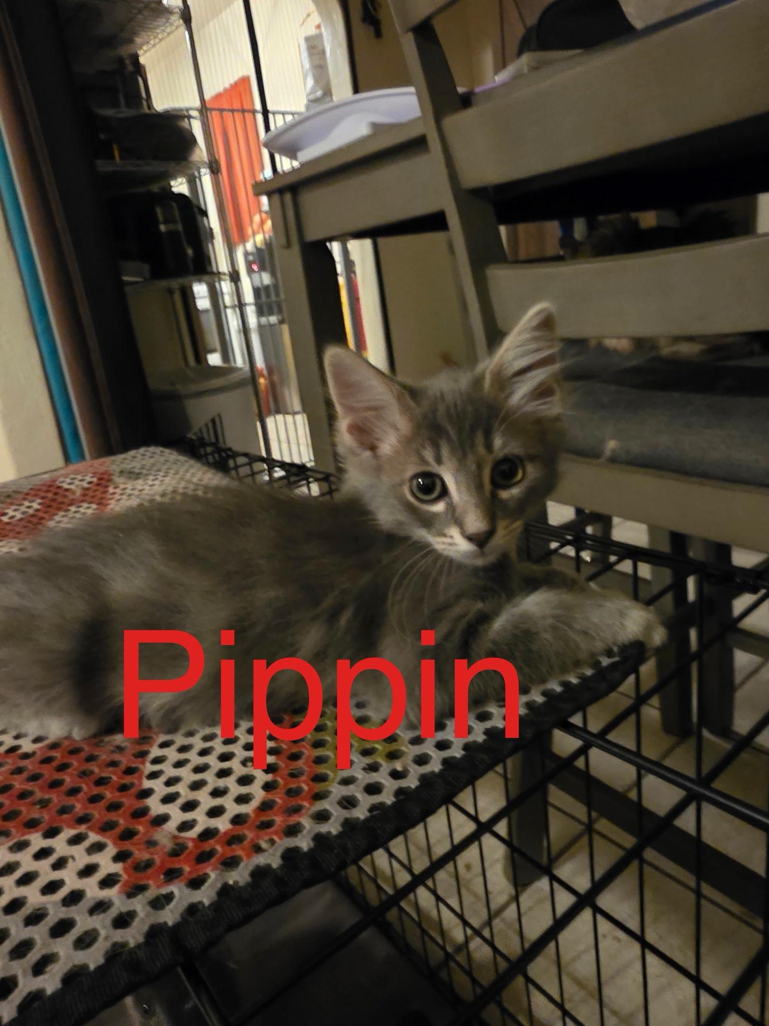 Enlarge Pippin, a Adoptable Domestic Medium Hair in Tucson, AZ image 1/2