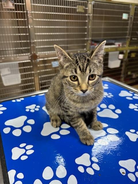 Scorpio, an adoptable Domestic Short Hair in wetaskiwin, AB, t9a 2j4 | Photo Image 1