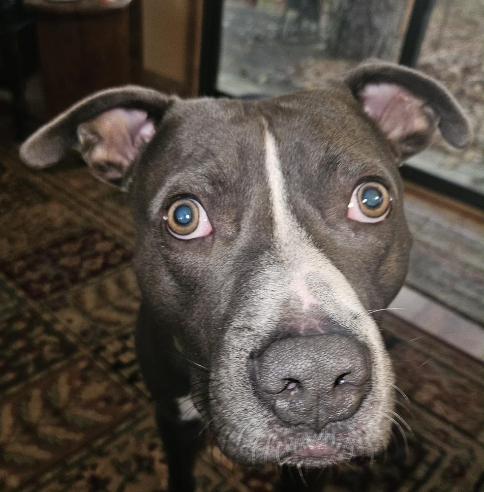 Chowder, Adoptable, Adult Male Pit Bull Terrier.