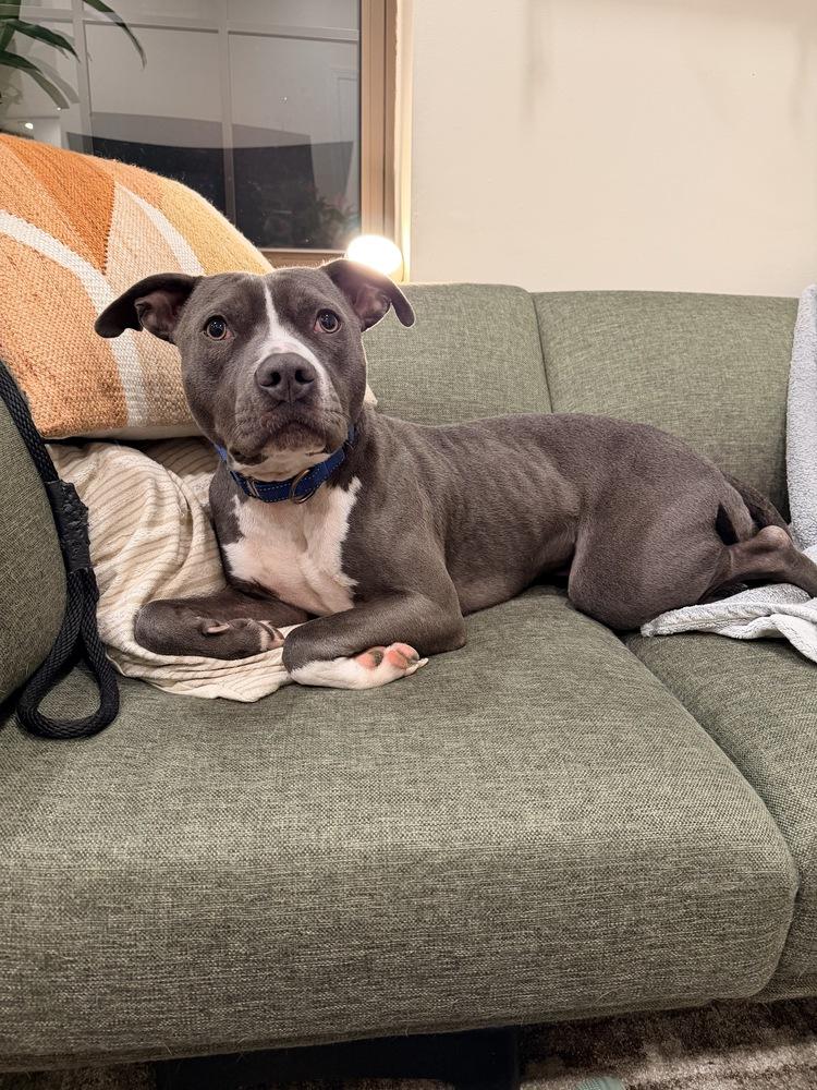 Enlarge Chowder, a Adoptable mixed breed in Boston, MA image 2/6