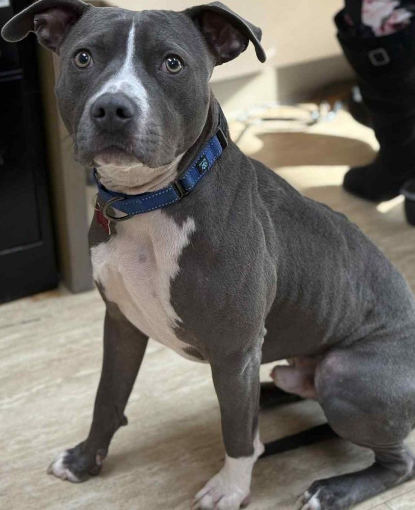 Enlarge Chowder, a Adoptable mixed breed in Boston, MA image 3/6