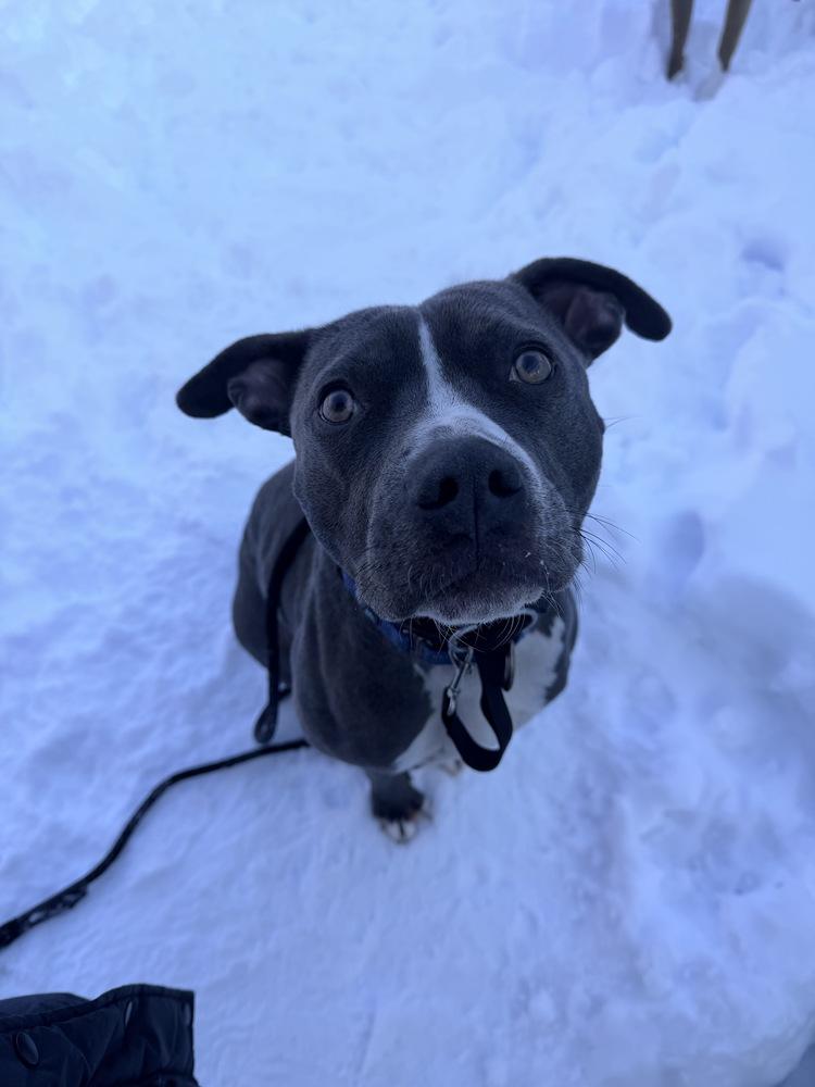 Enlarge Chowder, a Adoptable mixed breed in Boston, MA image 4/6