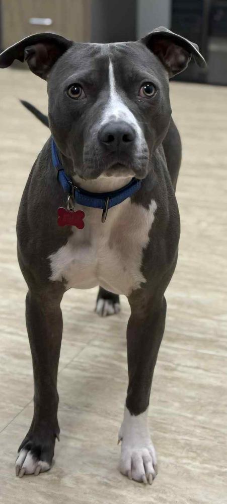 Enlarge Chowder, a Adoptable mixed breed in Boston, MA image 5/6