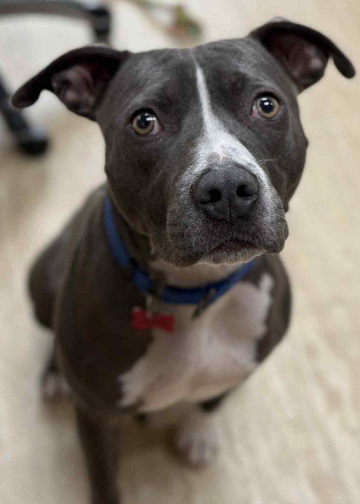 Enlarge Chowder, a Adoptable mixed breed in Boston, MA image 6/6