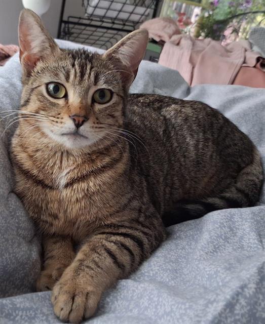 Enlarge MICHIRU, a Adoptable Domestic Short Hair in Kent, WA image 1/1