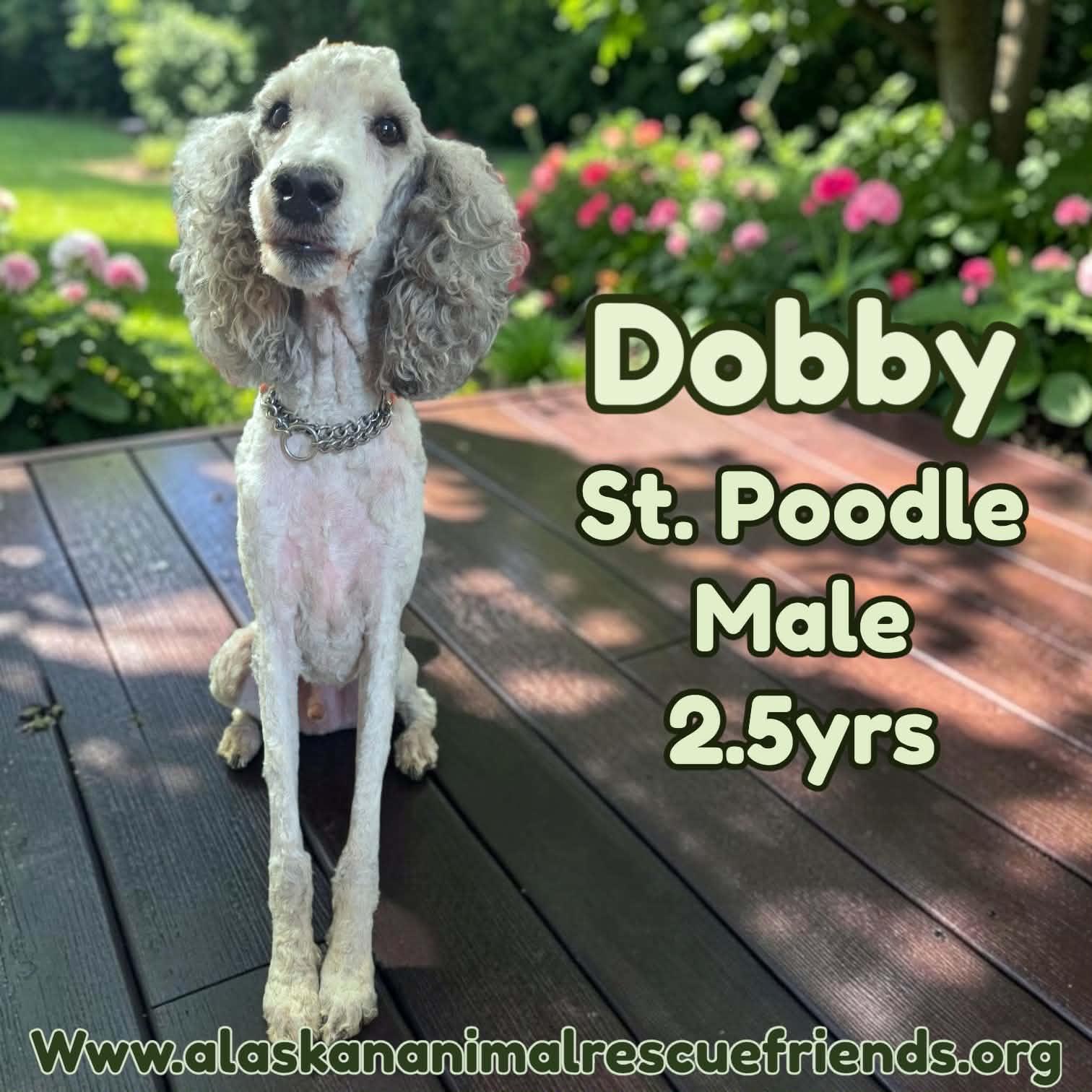 Dobby, Adoptable, Adult Male Standard Poodle.