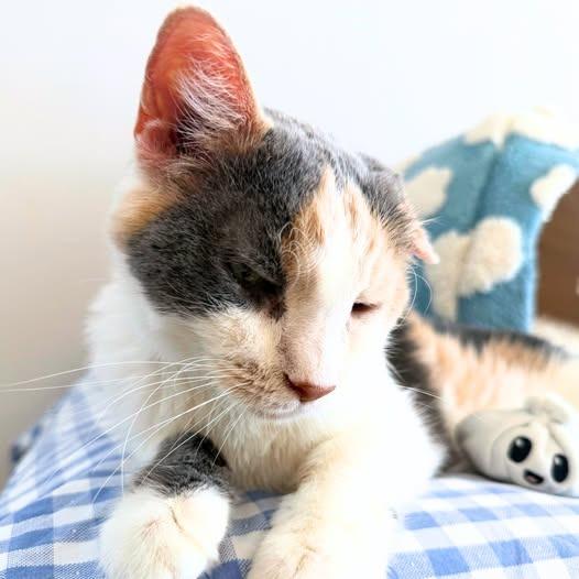 Arial, Adoptable, Senior Female Domestic Short Hair.