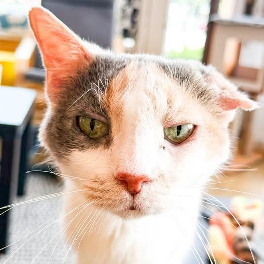 Enlarge Arial, a Adoptable mixed breed in St. Louis, MO image 2/6