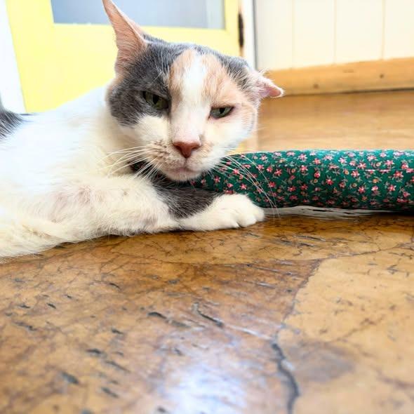 Enlarge Arial, a Adoptable mixed breed in St. Louis, MO image 4/6