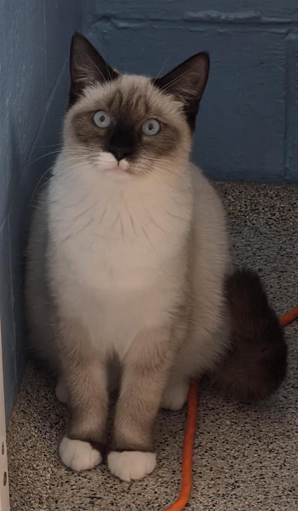 Suzie, ADOPTABLE, Young Female Siamese.
