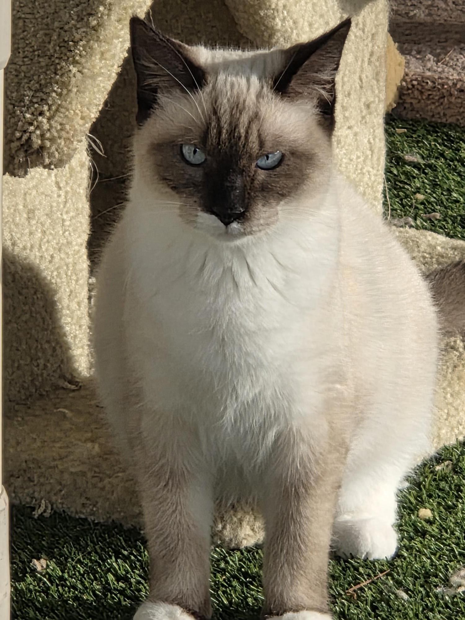 Enlarge Suzie, a ADOPTABLE mixed breed in Carthage, NC image 2/3