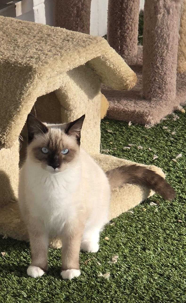 Suzie, ADOPTABLE, Young Female Siamese.