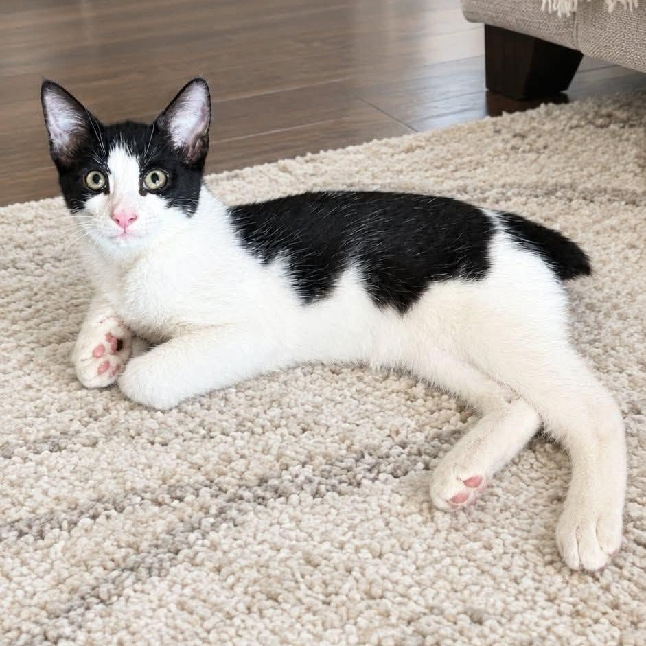 Benjamin, Adoptable, Kitten Male Domestic Short Hair.