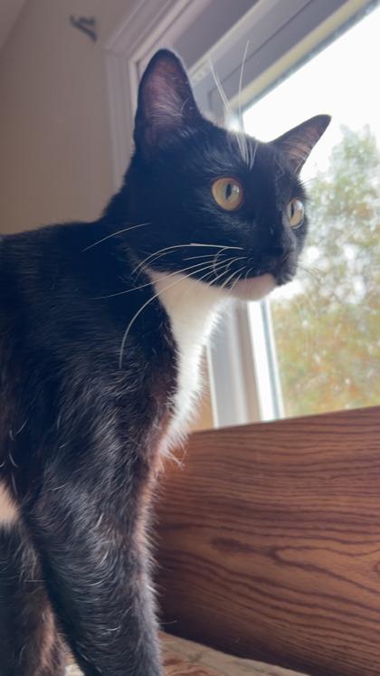 Enlarge Xena, a Adoptable Domestic Short Hair in Romeoville, IL image 1/3