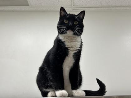 Xena, Adoptable, Young Female Domestic Short Hair & Domestic Short Hair.