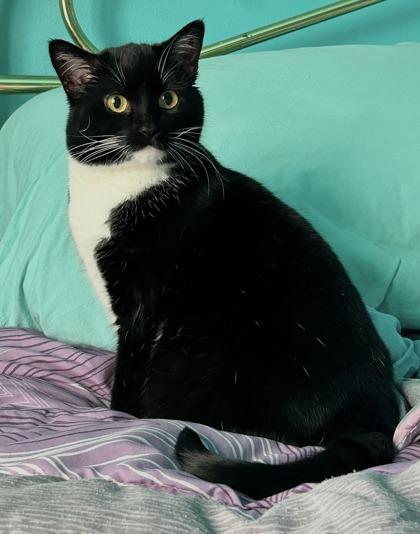 Enlarge Xena, a Adoptable Domestic Short Hair in Romeoville, IL image 2/3