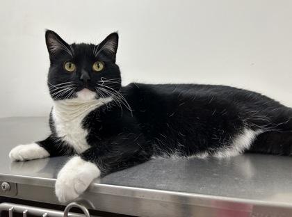 Enlarge Xena, a Adoptable Domestic Short Hair in Romeoville, IL image 2/3