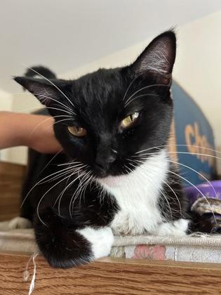 Xena, a Adoptable Domestic Short Hair in Romeoville, IL image 2/3