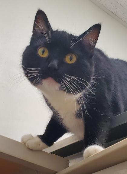 Enlarge Xena, a Adoptable Domestic Short Hair in Romeoville, IL image 3/3