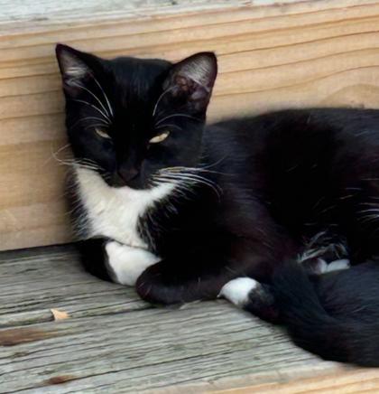 Xena, a Adoptable Domestic Short Hair in Romeoville, IL image 3/3