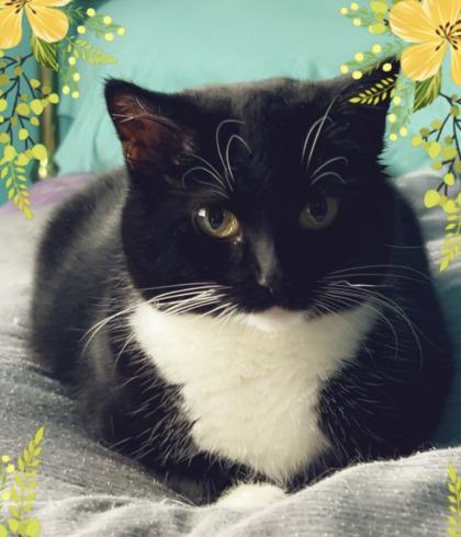 Enlarge Xena, a Adoptable Domestic Short Hair in Romeoville, IL image 3/3