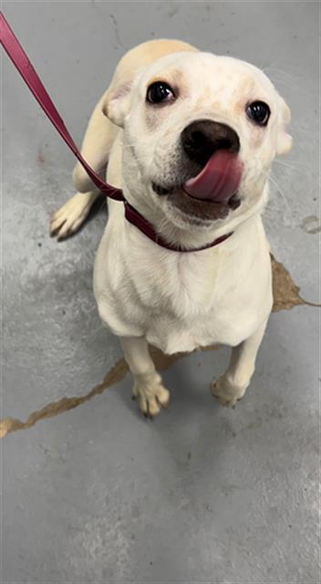 SNAKE ROOT, Adoptable, Young Male Labrador Retriever & Mixed Breed.