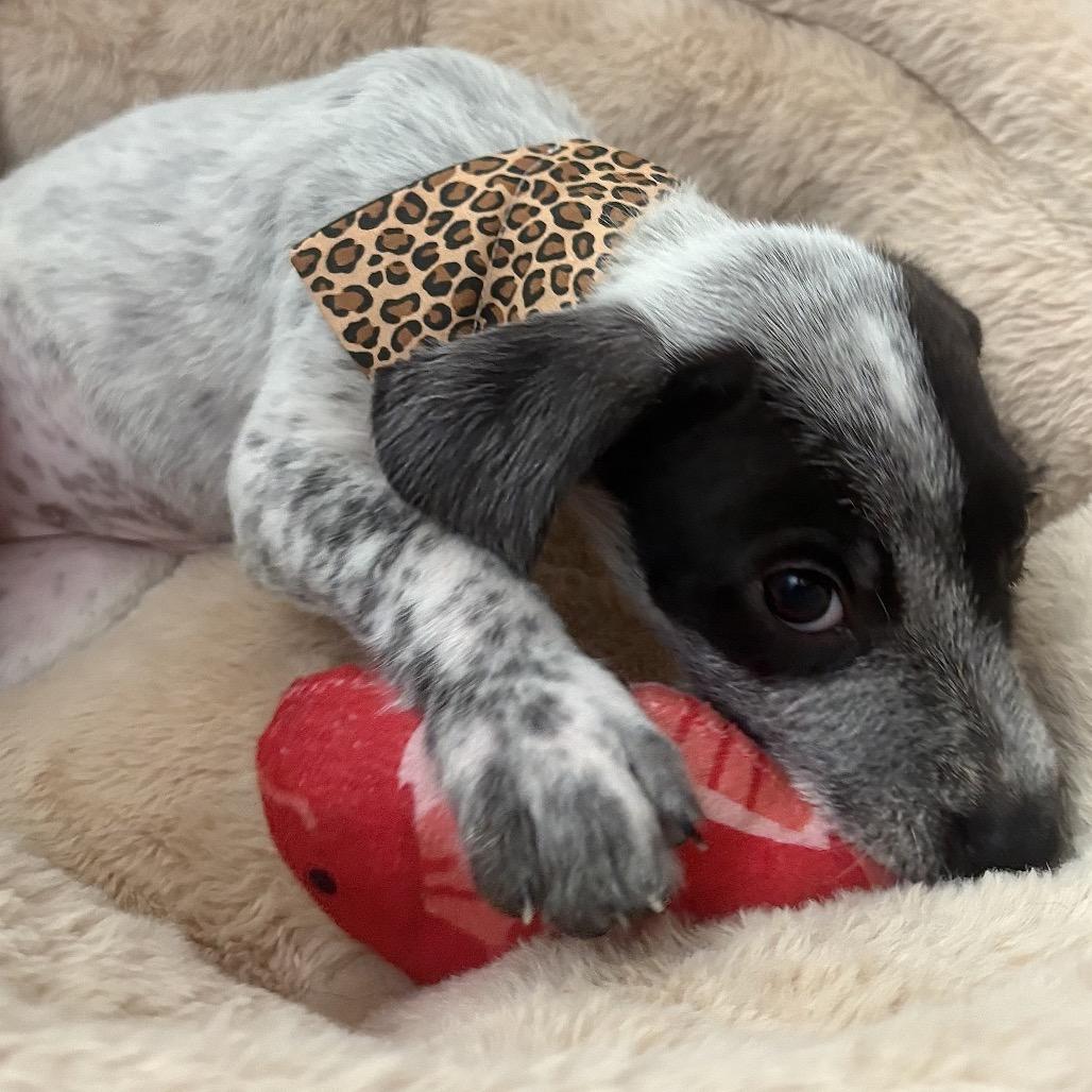 Chen (COH-A-67935, a Adoptable Mixed Breed in Volcano, HI image 1/6