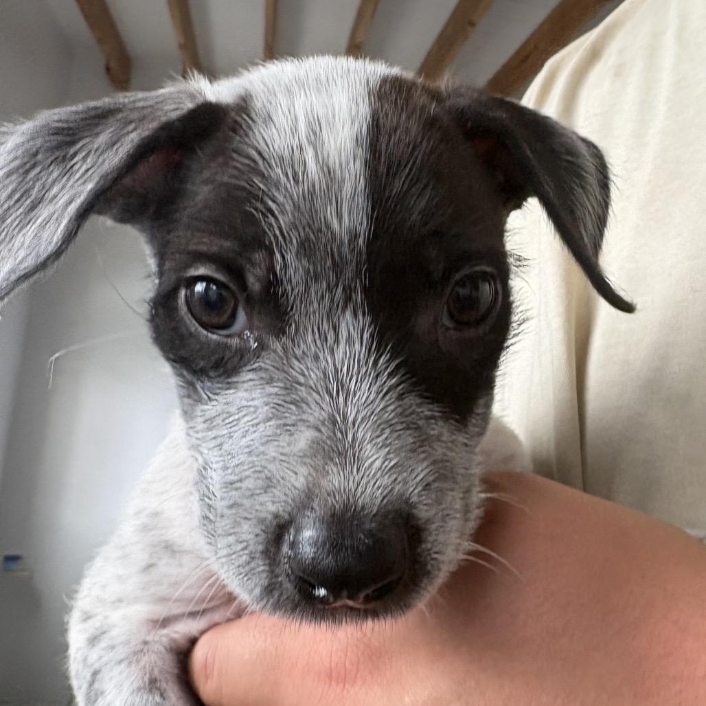 Chen (COH-A-67935, a Adoptable Mixed Breed in Volcano, HI image 2/6