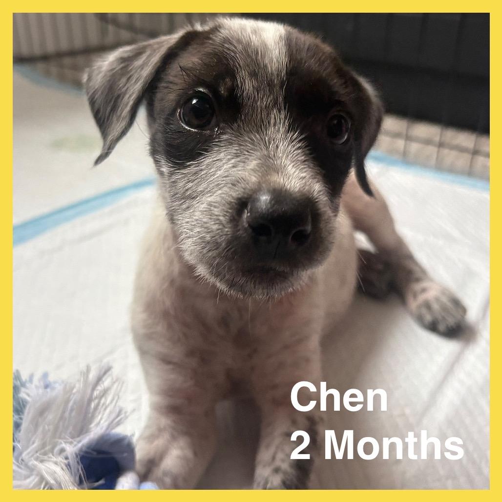Chen (COH-A-67935, a Adoptable Mixed Breed in Volcano, HI image 3/6