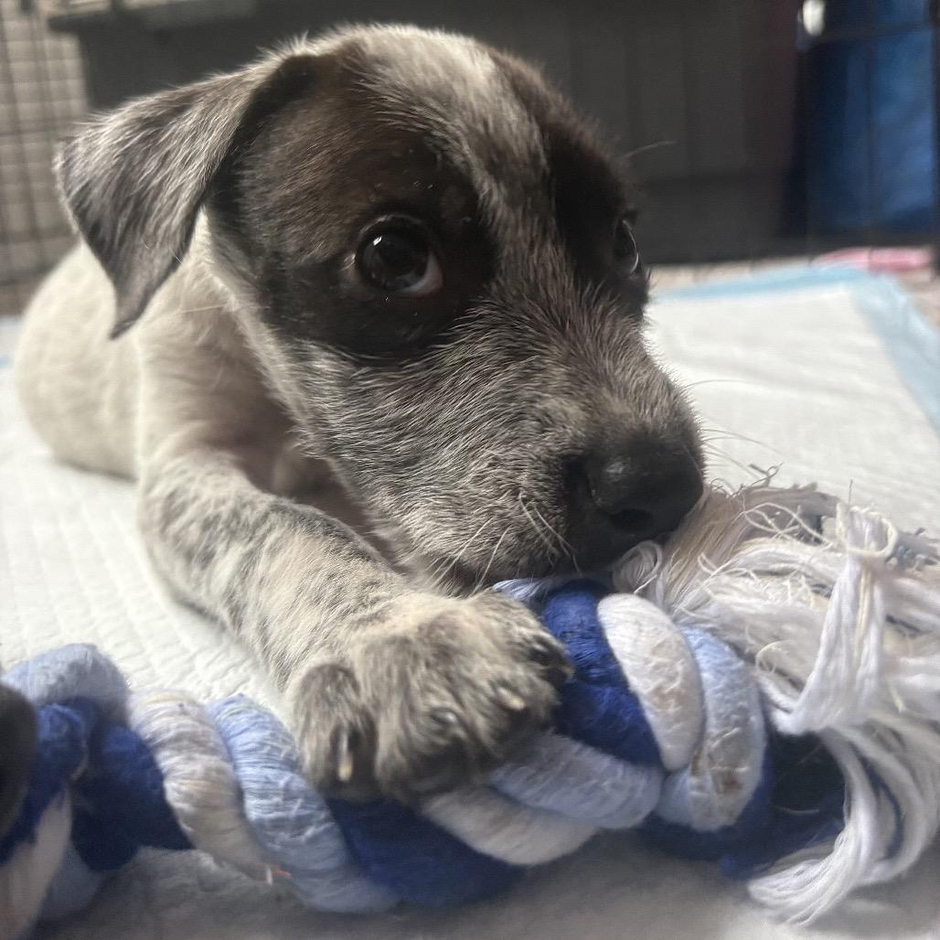 Chen (COH-A-67935, a Adoptable Mixed Breed in Volcano, HI image 4/6